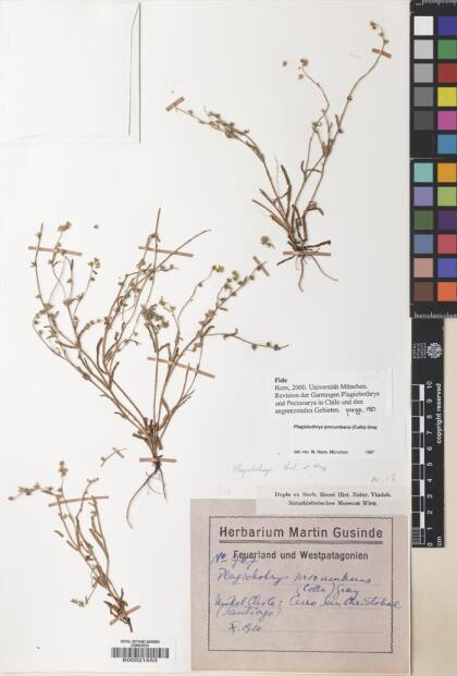 Plagiobothrys procumbens [Espécimen: ]