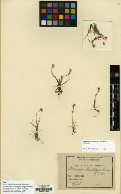 Plagiobothrys corymbosus [Espécimen: ]