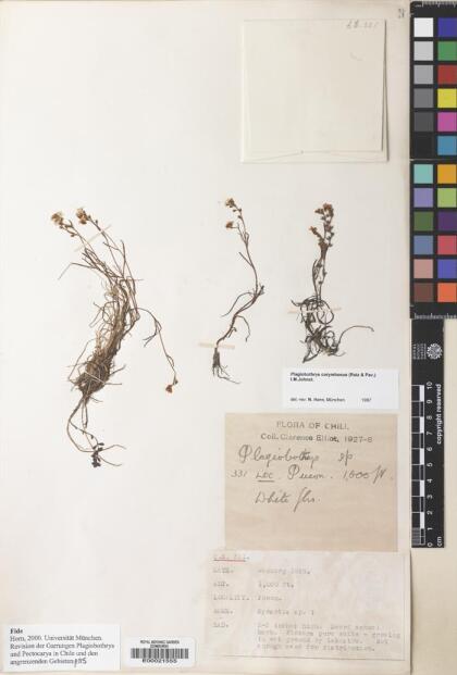 Plagiobothrys corymbosus [Espécimen: ]