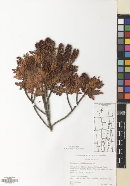 Weinmannia trichosperma [Espécimen: ]