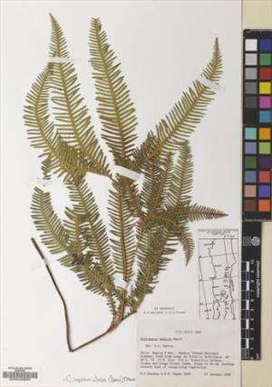 Sticherus squamulosus [Espécimen: ]