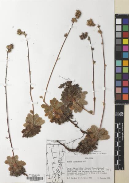 Acaena leptacantha [Espécimen: ]