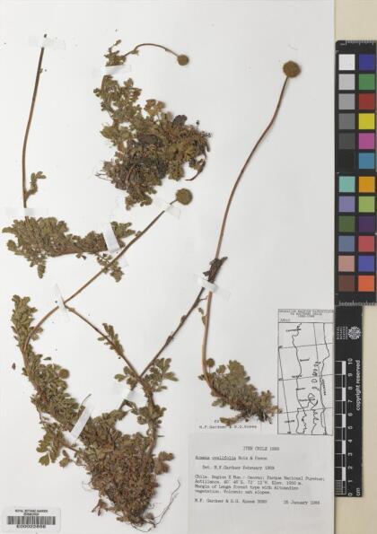 Acaena ovalifolia [Espécimen: ]