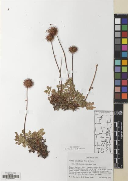 Acaena ovalifolia [Espécimen: ]