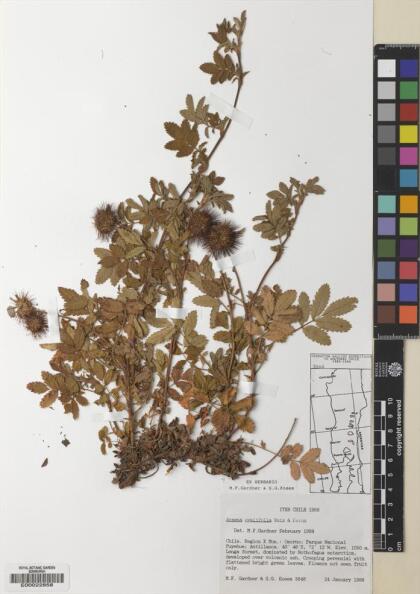 Acaena ovalifolia [Espécimen: ]