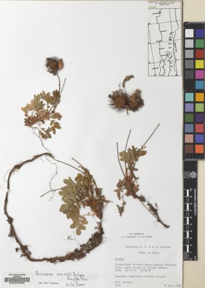 Acaena ovalifolia [Espécimen: ]