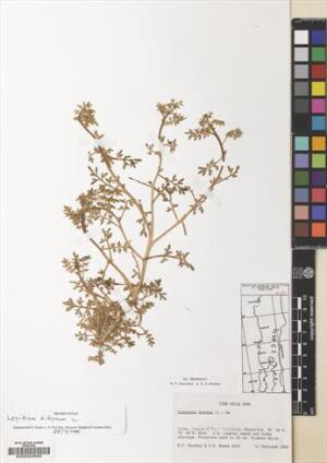 Lepidium didymum [Espécimen: ]