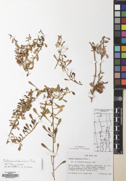 Goodenia radicans [Espécimen: ]