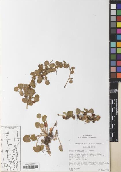 Centella asiatica [Espécimen: ]