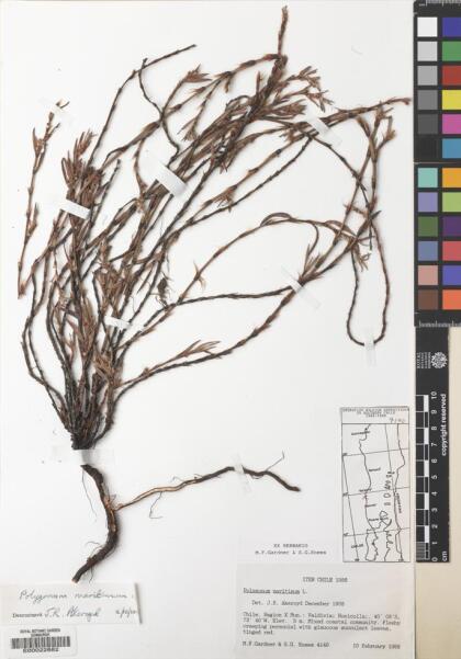 Polygonum maritimum [Espécimen: ]