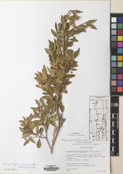 Myrceugenia chrysocarpa [Espécimen: ]