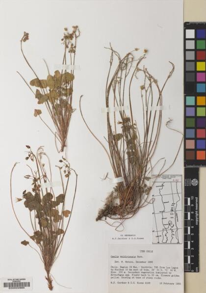 Oxalis valdiviensis [Espécimen: ]