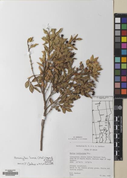 Amomyrtus luma [Espécimen: ]