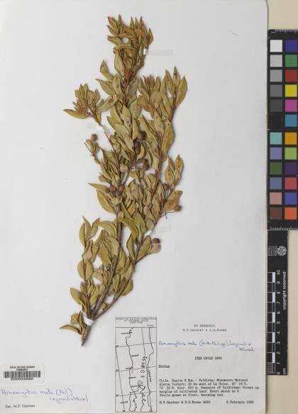 Amomyrtus meli [Espécimen: ]