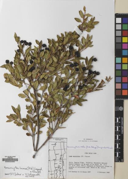 Amomyrtus luma [Espécimen: ]