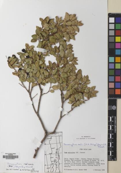 Amomyrtus luma [Espécimen: ]