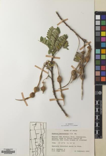 Sophora macrocarpa [Espécimen: ]
