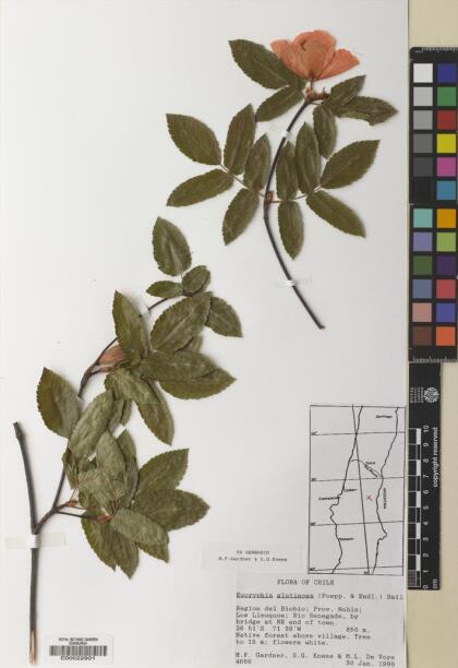 Eucryphia glutinosa [Espécimen: ]