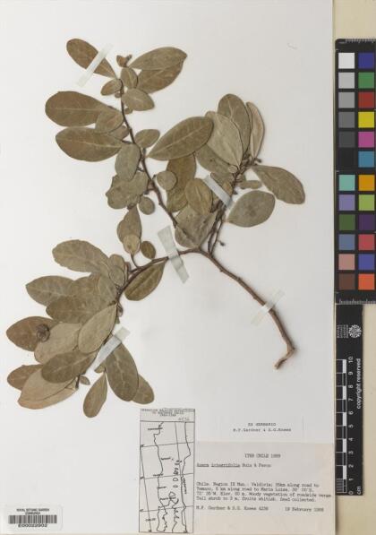 Azara integrifolia [Espécimen: ]