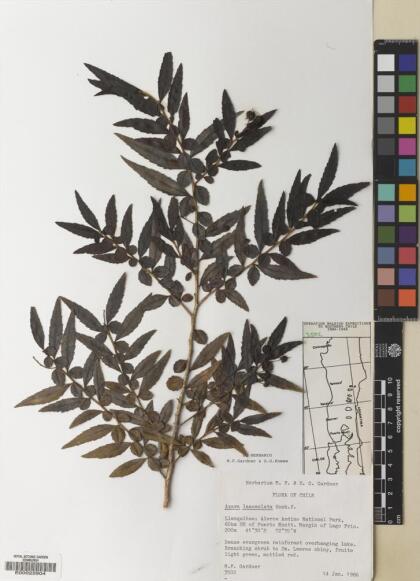 Azara lanceolata [Espécimen: ]