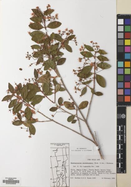 Blepharocalyx cruckshanksii [Espécimen: ]