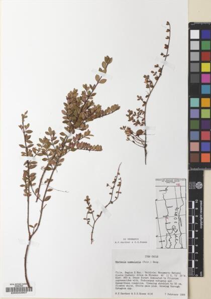 Myrteola nummularia [Espécimen: ]