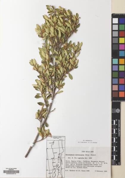 Myrceugenia chrysocarpa [Espécimen: ]