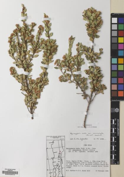 Myrceugenia ovata var. nannophylla [Espécimen: ]