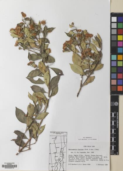 Myrceugenia planipes [Espécimen: ]