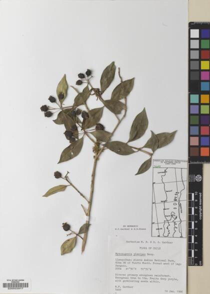 Myrceugenia planipes [Espécimen: ]