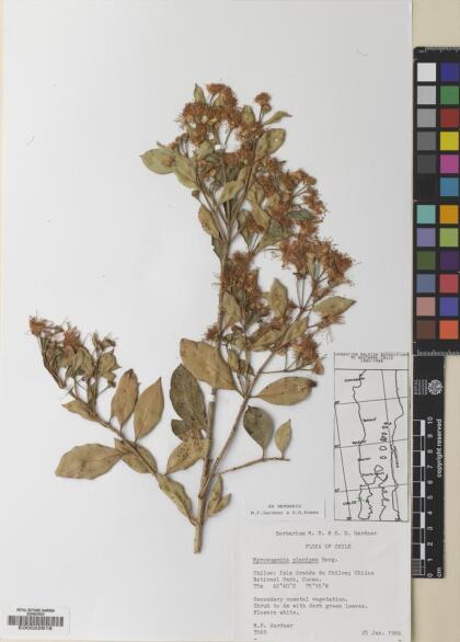 Myrceugenia planipes [Espécimen: ]