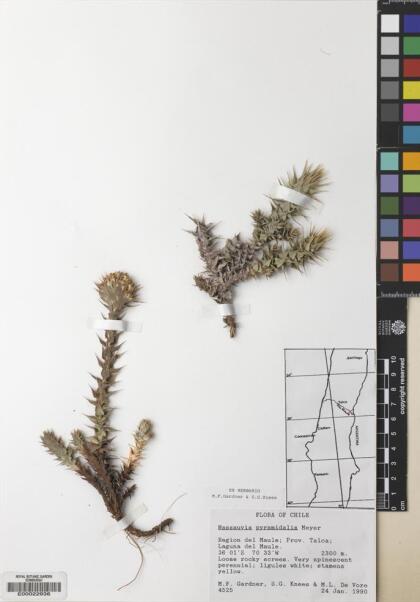 Nassauvia pyramidalis [Espécimen: ]