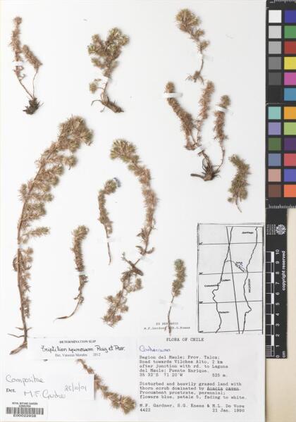 Triptilion spinosum [Espécimen: ]