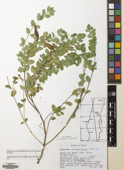 Diplolepis nummulariifolia [Espécimen: ]