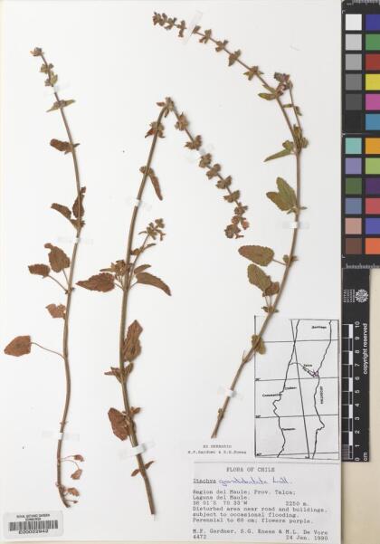 Stachys grandidentata [Espécimen: ]
