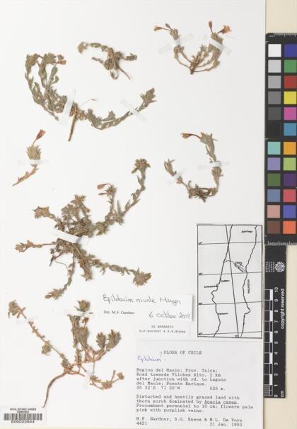 Epilobium subdentatum [Espécimen: ]