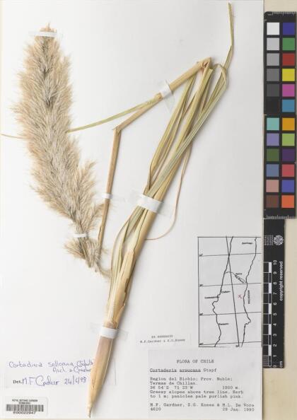 Cortaderia araucana [Espécimen: ]