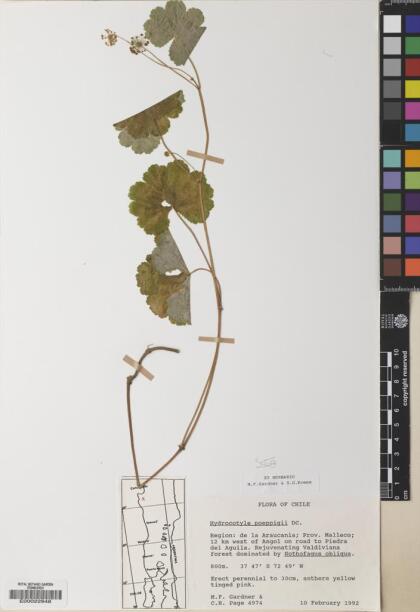 Hydrocotyle poeppigii [Espécimen: ]