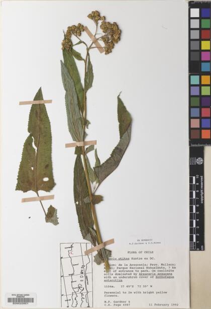 Pelseria otites [Espécimen: ]