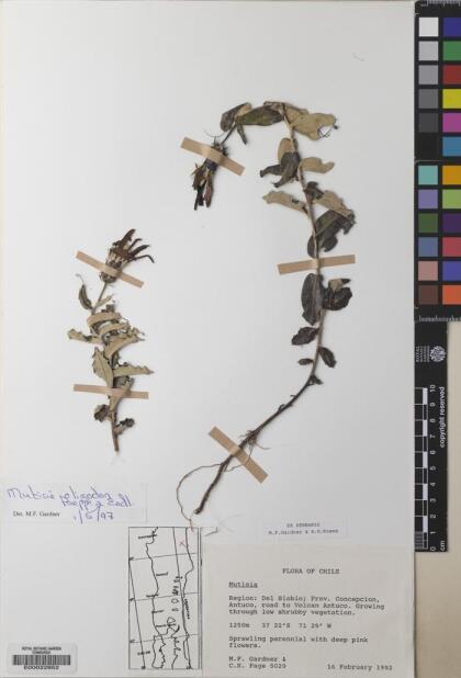 Mutisia oligodon [Espécimen: ]