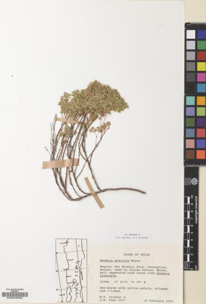 Balbisia gracilis [Espécimen: ]