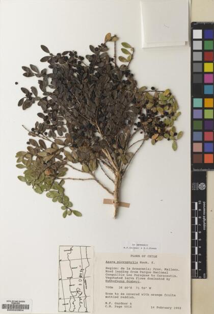 Azara microphylla [Espécimen: ]