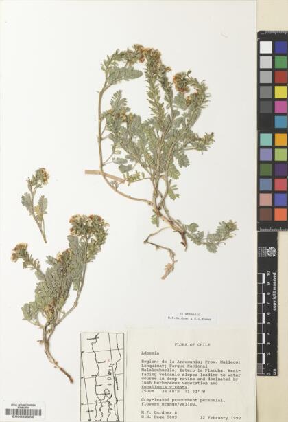 Adesmia corymbosa var. corymbosa [Espécimen: ]