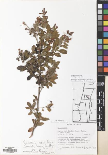 Escallonia rosea [Espécimen: ]
