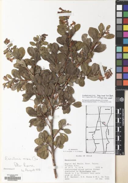 Escallonia rosea [Espécimen: ]