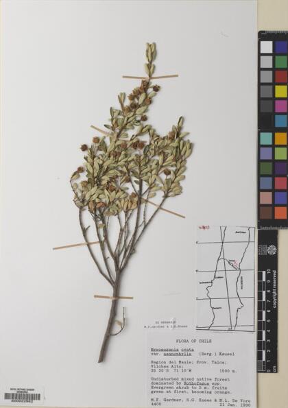 Myrceugenia ovata var. nannophylla [Espécimen: ]