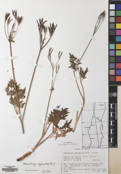 Osmorhiza glabrata [Espécimen: ]