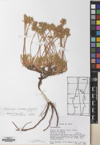 Montiopsis umbellata [Espécimen: ]