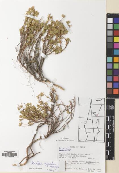 Balbisia gracilis [Espécimen: ]