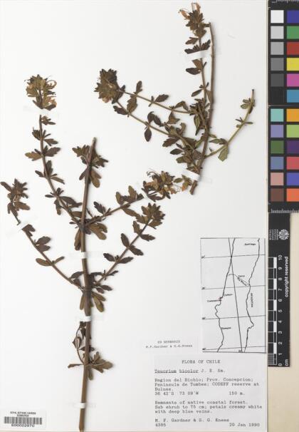 Teucrium bicolor [Espécimen: ]